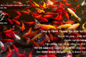 Thiết kế Thi công Hồ cá koi đẹp nhất Việt Nam - Thiên DƯơng