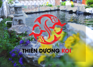 Hồ cá koi Thiên Dương Logo